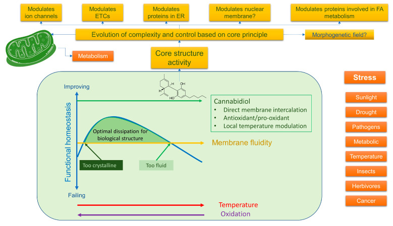 The mode of action of phytocannabinoids, such as CBD, reflects basic physical properties of modulating membrane fluid dynamics and redox resulting in a number of effects, the most basic of which is to control thermodynamic dissipation to maintain functional homeostasis. This is likely to be more nuanced as the plant produces many similar molecules, which would have slightly different effects, perhaps providing better control of membrane fluidity—a kind of “entourage” modulation of membrane dynamics. It could be argued that these are fundamental “prefactor” attributes of these molecules around which the complexity of biology has evolved to enhance homeodynamic control, which explains why it seems to interact with so many “conventional” cellular targets that, say, control calcium signalling. Clearly, the system co-evolved in the plant to help it deal with plant-related stressors, but as plants and animals share fundamental metabolic pathways, and many similar stressors, these compounds can act to restore homeostasis in animals as well. This potentially highlights the existence of a similar stress-signalling membrane fluidity-based homeostatic system in plants and animals—but in animals, we call it the endocannabinoid system. Interestingly, it also suggests, given the role of membranes and their components in controlling cellular cooperation, for instance, via bioelectricity, how they might be working in resolving inflammation and cancer, as well as helping determine the existence of pathogens and providing a means to eliminate them (discussed in Section 6).