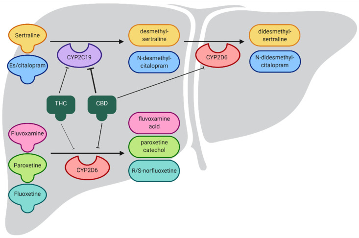 SSRI metabolism and the effects of cannabidiol (CBD) and tetrahydrocannabinol (THC) on CYP2C19 and CYP2D6 activity. Both CBD and THC inhibit CYP2C19, decreasing the metabolism of CYP2C19 substrates, including sertraline and es/citalopram, delaying production of active metabolites. THC and CBD have a reduced effect on CYP2D6, indicated by the thickness of the lines showing inhibition.