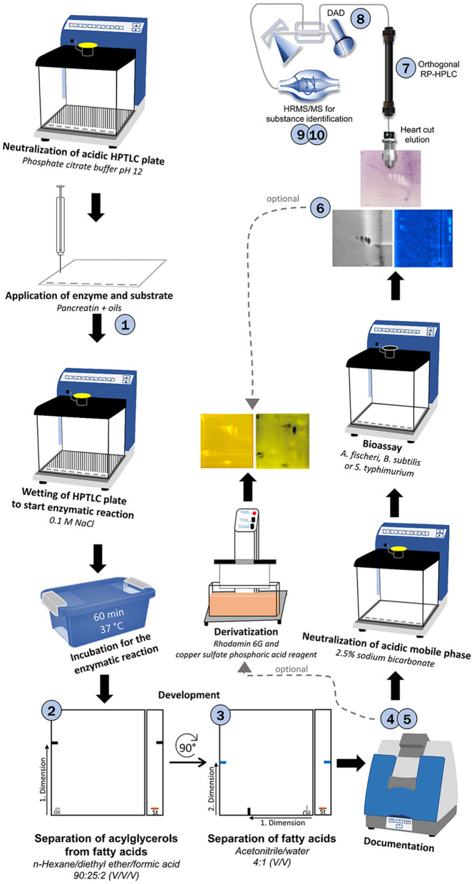Schematic workflow of the developed 10D hyphenation, combining lipolysis with analysis and effect-detection on the same surface: nanoGIT–HPTLC×HPTLC–Vis/FLD–bioassay–heart cut–RP-HPLC–DAD–HESI-HRMS/MS.