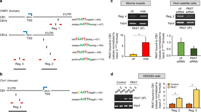 Bioinformatics and ChIP analysis. Schematic representation of the human (a) or murine (b) CB1 gene. The transcriptional start site (TSS) for each gene isoform is indicated. The identified PAX7 sites are shown as small black rectangles below the schematic. Regions identified as 1–4, indicated by red arrows, correspond to PAX7-containing gene regions of high sequence homology in human and murine CB1 gene. c PAX7 occupancy of identified sites in the CB1 gene evaluated by chromatin immunoprecipitation (ChIP) analysis. Left: average data of the relative amount of the PAX7-immunoprecipitated DNA in the murine quadriceps muscle isolated from either wild-type or mdx mice; Right: average data of the relative amount of the PAX7-immunoprecipitated DNA in PAX7-silenced satellite cells. Data are from six separate experiments and normalized relative to the input DNA. The inset shows a representative agarose gel electrophoresis of the qPCR products obtained from PAX7-immunoprecipitated DNA for each experimental condition. d Left: representative agarose gel electrophoresis of the qPCR products obtained from PAX7-immunoprecipitated DNA for each experimental condition. Right: average data of the relative amount of the PAX7-immunoprecipitated DNA in HEK293 cells transfected with control scramble (n = 4) human PAX7 construct (n = 4). *P ≤ 0.05 vs. control group, determined by Student’s t test