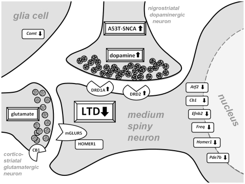 Synopsis of progressively abnormal synaptic signaling in old A53T-SNCA striata.This schematic illustration summarizes the progressive pathology of a striatal MSN dendritic spine. The MSN is innervated by nigrostriatal dopaminergic input where the presence of pathogenic overexpressed A53T-SNCA causes elevated presynaptic DA. In glia cells, the DA degradation enzyme COMT is transcriptionally downregulated, suggesting altered extracellular turnover of DA. Postsynaptically, the upregulation of DRD1A and DRD2 and the decreased transcript levels of several DA-inducible genes suggest a progressively diminishing striatal DA response. In parallel, the plasticity of corticostriatal glutamatergic synapses is affected through retrograde signaling, leading to the absence of LTD.