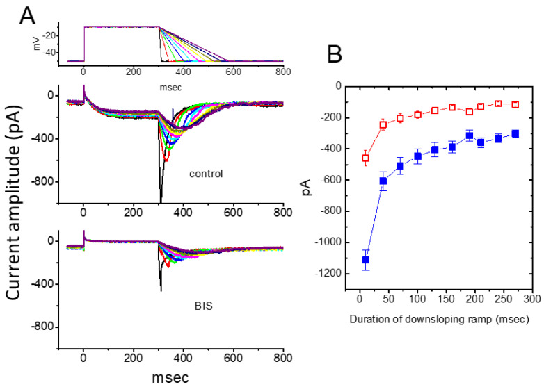 Effect of BIS on the deactivating tail IK(M) during repolarizing phases with varying durations (109–280 ms) to simulate different repolarizing slopes of bursting action potential patterns. (A) Representative current traces recorded in response to the voltage protocol shown in the topmost panel, obtained in the absence (upper) and presence (lower) of 10 μM BIS. The topmost panel indicates the applied voltage protocol. The different colors in current traces correspond with those in the voltage-clamp protocols shown at the topmost panel. (B) Effect of BIS on the peak amplitude of deactivating IK(M) upon return to −50 mV with different falling phase durations (mean ± SEM; n = 11 for each point). The peak amplitude indicated at each point was measured at various falling phase durations. ■: control (in the absence of BIS); □: in the presence of 3 μM BIS. This figure is adapted from So et al. [56] and published under the terms and conditions of the Creative Commons Attribution (CC BY) license.