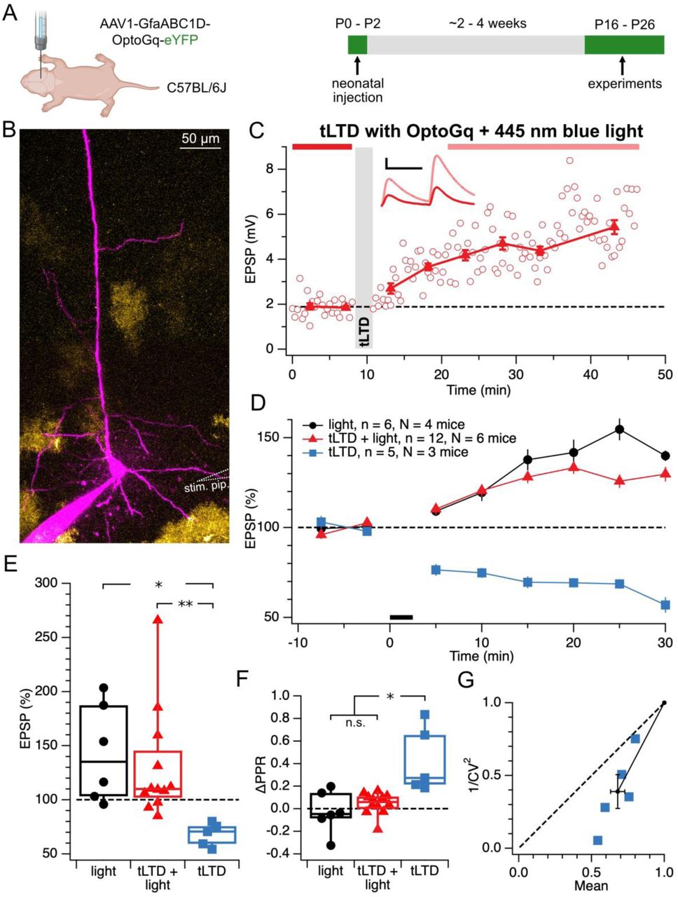 Disrupting astrocyte Gq signaling prevents tLTD.(A) Timeline of neonatal viral injections (P0–P2) with AAV1-GfaABC1D-OptoGq-eYFP to express a light-sensitive Gq-coupled receptor (OptoGq) in visual cortex astrocytes. Electrophysiological experiments were performed at P16–P26.(B) Example image showing a patched L5 pyramidal neuron filled with Alexa 594 (magenta) surrounded by eYFP-labeled astrocytes expressing OptoGq (yellow). Dotted line indicates position of extracellular stimulation pipette.(C) Sample recording from a tLTD + light experiment. The shaded gray bar denotes the period of plasticity induction as well as of 445-nm light delivery. Inset: representative EPSPs before and after induction. Scale bars: 25 ms, 2 mV.(D) Time course of normalized EPSP amplitudes for control light-only recordings (black), tLTD + light (red), and tLTD (blue). Black bar indicates induction period.(E) Light activation of astrocytic Gq signaling prevented tLTD and shifted plasticity toward LTP (after/before light 143 ± 18%, tLTD + light 130 ± 15%, tLTD 68 ± 5%; ANOVA p < 0.05).(F) ΔPPR values were consistent with presynaptically expressed tLTD (Sjöström et al., 2003). ANOVA p < 0.001. ΔPPR values in light (−0.03 ± 0.08) and tLTD + light conditions (0.05 ± 0.03) were indistinguishable (t-test p = 0.38) and were therefore pooled for comparison with tLTD (0.43 ± 0.1; t-test p < 0.05).(G) CV analysis in the tLTD group was consistent with a presynaptic locus of expression (φ = 16 ± 3°, Wilcoxon signed rank p = 0.06). In addition, 1⁄𝐶𝑉2norm was reduced (39 ± 12%, t-test p < 0.01, n = 5), suggesting reduced release probability (Brock et al., 2020).