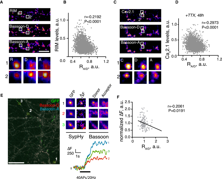 Recruitment of Presynaptic Machinery and Synaptic Vesicles Cycling Negatively Correlate with RA/D(A) Neurons were fixed and stained for RIM with AF-405 and Bsn with AF-568 and AF-647. Arrows depict multiple puncta of RIM-Bsn colocalization, likely corresponding to individual AZs. Scale bar, 10 μm.(B) Synapse-specific correlation between RIM levels and RA/D. n = 4.(C) Neurons were treated with TTX for 48 hr, fixed, and stained for Cav2.1 with AF-405, Bsn with AF-568 and AF-647. Scale bar, 10 μm.(D) Quantification of (A). n = 3.(E) Example of an overlaid image combining live imaging of SypHy and fixed ratiometric imaging of Bsn. Left, an entire field of view with three regions of interest selected. Scale bar, 20 μm. Top right, magnified images of the three chosen regions of interest, showing respective intensities for GFP and Bsn. Bottom right, live imaging traces for the three chosen regions of interest.(F) Correlation between presynaptic cycling as measured by SypHy imaging and RA/D. n = 5. r, Spearman’s rank correlation coefficient.
