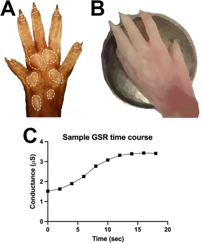 Using the galvanic skin response test in mice. (A) The figure shows the underside of the hind paw of a mouse. The main sweat gland release sites are outlined. (B) The panel shows the approximate positioning of the paw on the sensor. (C) Sample time course of conductance from the sensor.