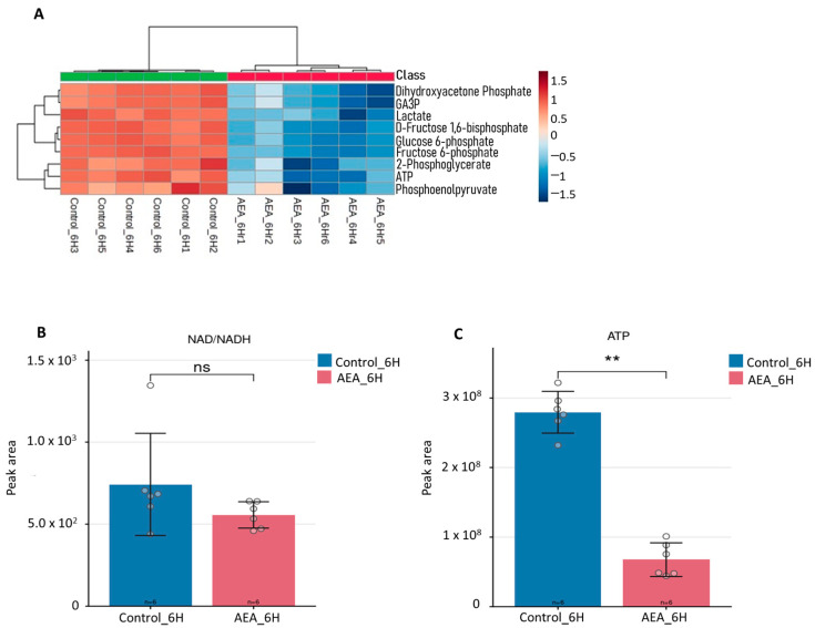 ATP production is suppressed, and NAD+/NADH imbalance reflects redox disruption. (A) Heatmap showing glycolytic intermediates after 6 h incubation with 10 µg/mL AEA, displaying glycolytic intermediates glyceraldehyde-3-phosphate (GA3P), dihydroxyacetone phosphate, lactate, D-fructose 1,6-biphosphate (F1,6BP), F6P, 2-PG, ATP, and phosphoenolpyruvate. Samples were analyzed and graphs were generated using MetaboAnalyst software V.6.0. n = 6. (B) NAD+/NADH ratio and (C) ATP production in AEA-treated samples after 6 h incubation compared to control. Samples were analyzed and graphs were generated using Metabolite Autoplotter V.2.6. n = 6. ** p < 0.01; n.s. not significant.