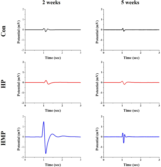 Comparison of in vivo sciatic nerve signal recordings to the electrical stimulation at 2 weeks and 5 weeks post-implantation. An electrical current was delivered through the stimulation electrode using a biphasic current pulse with 300 μA peak current and 100 μs duration per phase.