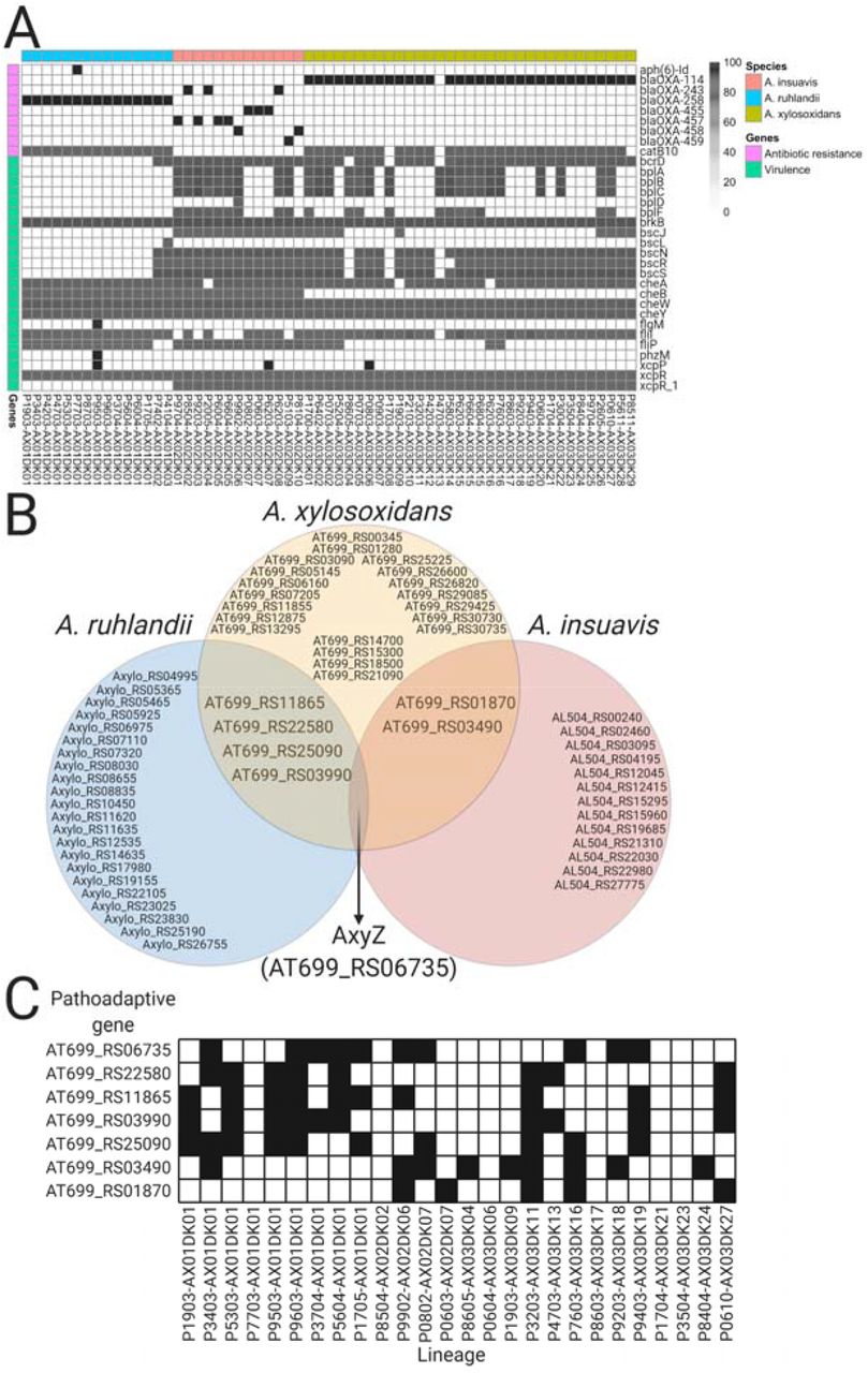 Overview of genetic determinants related to virulence and antibiotic resistance, and pathoadaptive genes.(A) Antibiotic resistance and virulence gene ortholog distribution among lineages. (B) Venn diagram of the most frequently mutated genes and their overlap between the three Achromobacter species. (C) Candidate pathoadaptive gene mutation distribution by lineage.