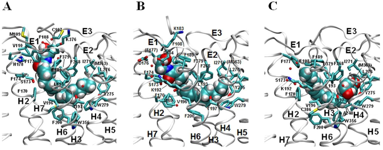 Detailed receptor binding interactions of three AEA equilibrated poses.(A) AEA equilibrated pose 1_H7 (equilibrated pose1). (B) AEA equilibrated pose 1_H2/H3 (equilibrated pose2). (C) AEA equilibrated pose 2d_H2/H3 (equilibrated pose4).b) Equilibrated pose 1_H2/H3. Equilibrated pose2 remains as the equilibrated pose 1_H2/H3 (Table 1 and Fig 6B). The tail moiety occupies the hydrophobic channel just as in the equilibrated pose 1_H7, while the head moiety binds the H2/H3 region. The detailed receptor interactions of AEA in equilibrated pose2 are shown in Fig 7B. The head moiety closely interacts with D184 and Lys192. The hydroxyl group of the head moiety is H-bond to Asp184, which forms a salt bridge with Lys192 (see Figure in S4 Fig). In addition, Asp184 forms water-mediated H bonds to Asp176. It appears that the extensive H-bonding network centered at Asp184 and Lys192 contributes favorably to the binding of the polar head moiety of AEA. The head moiety binds the H2/H3 region under E1 extensively, including Ile169, Ser173, Phe174, Asp176, Phe177, Lys183, Phe189, Lys192, and Leu193. The middle linker moiety in the equilibrated pose 1_H2/H3 interacts with a group of aromatic residues in the binding core through aromatic-π stacking interactions similar to the equilibrated pose 1_H7 (see Figure in S3B Fig).c) Equilibrated pose 2d_H2/H3. Equilibrated pose4, equilibrated pose5, equilibrated pose6 and equilibrated pose7 are merged into the equilibrated pose 2d_H2/H3 (Table 1 and Fig 6C). In this equilibrated pose, the polar head moiety binds to the deep hydrophobic channel while the tail moiety binds to the H2/H3 region. The detailed receptor interactions of AEA in equilibrated pose4 are shown in Fig 7C. Most of the binding residues that interact with the tail moiety are somewhat similar to not as extended as those that interact with the tail moiety in 1_H2/H3. The binding residues that interact with the head moiety are similar to those in the equilibrated pose 1_H7 or 1_H2/H3. However, the terminal hydroxyethyl group of the head moiety occupies the deep hydrophobic pocket (Fig 7C). A close examination reveals that the N atom of the amide moiety forms an H-bond to Thr197, while the O atom of the hydroxyethyl group frequently forms an H-bond to Tyr275. It appears that these H-bonds to the polar residues play key roles in stabilizing the polar head moiety deep inside the hydrophobic channel. Similar to the equilibrated poses 1_H7 and 1_H2/H3, the linker moiety in the equilibrated pose 2d_H2/H3 interacts with a group of aromatic residues in the binding core through aromatic-π stacking interactions (see Figure in S3C Fig).