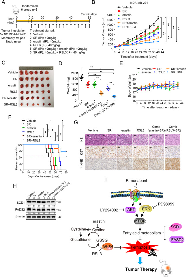 Rimonabant combined with erastin/RSL3 significantly repressed TNBC tumor growth in vivo.A Treatment schedule for the MDA-MB-231 cells orthotopic implantation model was treated with vehicle, rimonabant (SR), erastin and RSL3 as single agents or drug combinations. B–D Mice were treated as (A) 12 days after xenograft, and tumor size was monitored every other day B. Photograph of tumors (C) and tumor weight (D) are shown (n = 6 per group). **p < 0.01 (one-way ANOVA). E Body weight of BALB/c nude mice treated as (A) were shown (n = 6 per group). F Survival rates for nude mice treated as in (A) were shown (log-rank test; n = 6 per group). **p < 0.01 (Kaplan–Meier). G Representative images of H&E, Ki-67 and 4-HNE IHC staining in harvested tumors from each group were shown. Scale bars represent 50 mm. H WB analysis of SCD1 and FADS2 in harvested tumors from each group were shown. I Proposed model for CB1 regulated SCD1- and FADS2-dependent fatty acid metabolism via PI3K-AKT and MAPK signaling pathways to inhibit TNBC cell growth. Data shown are the means ± SD from six tumors at each time point.