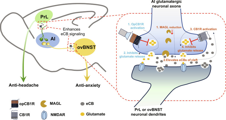 Summary of eCB function enhancement in vAI-PrL and dAI-ovBNST circuits to improve headache and comorbid anxiety. Repeated ISDN injections pathologically activated 2 spatially segregated glutamatergic neuronal populations in AI, with one situated in its ventral region innervating PrL neurons, and the other located in its dorsal region output to ovBNST neurons. Hyperactivation of vAI-PrL and dAI-ovBNST circuits drives headache and anxiety phenotypes, respectively, while simultaneously inducing an adaptive response, up-regulating eCB release within these pathways in an attempt to attenuate neuronal hyperexcitability (a compensatory mechanism that was ineffective). Thus, chemogenetic inhibition of vAI-PrL and dAI-ovBNST circuits or targeted potentiation of their eCB signaling (opCB1R activation or MAGL reduction) blocked the cephalic cutaneous allodynia and anxiety-like behaviors, respectively. AI, anterior insular cortex; ovBNST, oval subdivision of the bed nucleus of the stria terminalis; PrL, prelimbic cortex; CB1R, cannabinoid type 1 receptor; opCB1R, photosensitive rhodopsin-modified CB1R; MAGL, monoacylglycerol lipase; eCB, endocannabinoid.