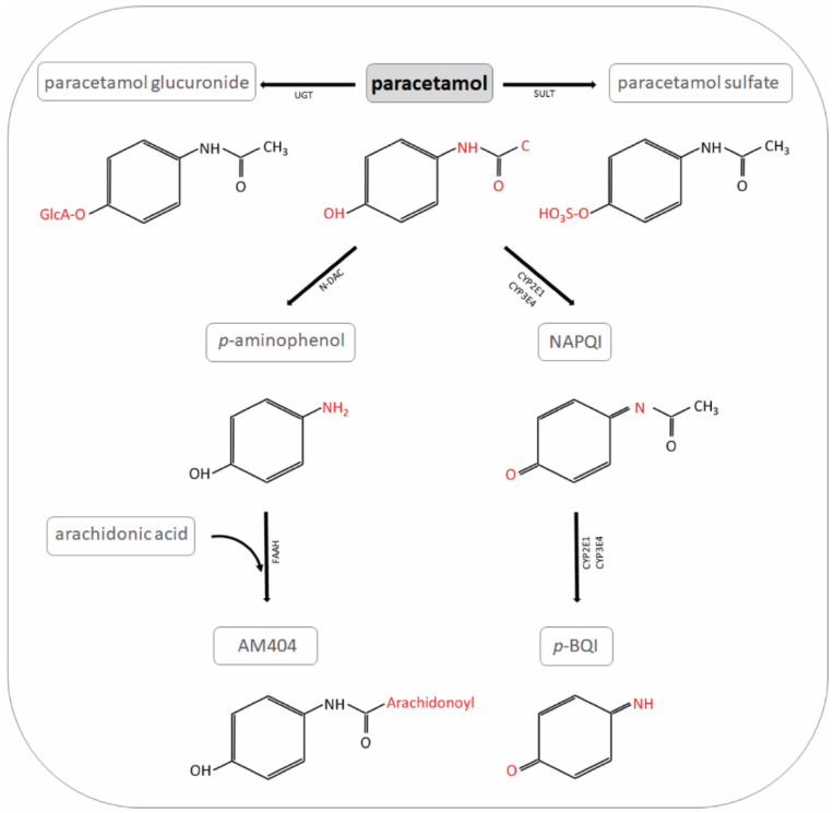 Paracetamol metabolites. NAPQI: N-acetyl-p-benzo-quinone-imine; UGT: UDP-glucuronyl transferase; SULT: sulfotransferase; N-DAC: N-deacetylase; GST: glutathione S-transferase; p-BQI: p-benzoquinone; FAAH: fatty acid amide hydrolase; AM404: N-arachidonoyl-phenolamine.