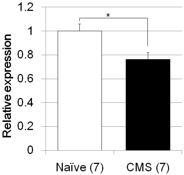 Fkbp5 gene expression in the hippocampus of the C57B/6JJmsSlc mice is altered by CMS. The vertical axis shows the relative Fkbp5 expression level in the hippocampus of CMS treated C57BL/6JJmsSlc mice in comparison to that of naïve mice. Black bar indicates the relative Fkbp5 expression of the stressed mice in comparison to that of naïve (non-stressed) mice indicated in white bar. Number of subjects for each group is shown in parenthesis. There was * Significant reduction of the expression of Fkbp5 in the hippocampus in mice with CMS (p = 0.013).