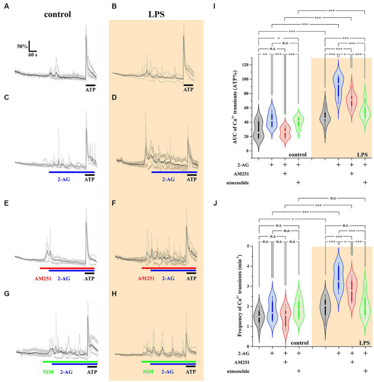 2-AG induced exaggerated calcium signals in reactive astrocytes are dependent on COX-2 activity (A–J). Calcium transients following the application of 2-AG are fully prevented by the inhibition of CB1, but not affected by the inhibition of COX-2 in control astrocytes (A,C,E,G,I,J). Inhibition of CB1 only partially, but inhibition of COX-2 almost fully prevents the induction of calcium signals in LPS-treated astrocytes (B,D,F,H,I,J). n = 18 cells. Box plot properties: center: median; edges: 25th–75th percentiles; whiskers: extrema; outliers plotted individually. Statistical comparison: two-way Anova with Bonferroni correction. n.s, not significant. *p < 0.05; **p < 0.005; ***p < 0.001.