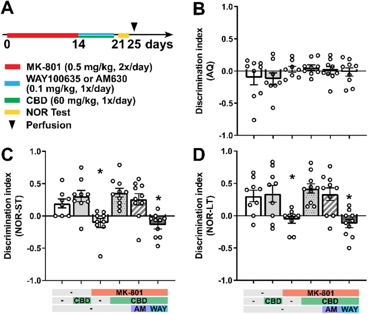 CBD treatment reduces schizophrenia-like cognitive symptoms through 5-HT1A receptors(A) Experimental protocol for pharmacological treatment with the NMDA receptor antagonist MK-801 (d0-d13), WAY100635, or AM630 and CBD (d14-d20) followed by novel-object-recognition test (habituation, d21; acquisition and retention, d22-23). (C-D) Discrimination index [calculated as (TN - TF)/(TN + TF), where TN and TF are the exploration time of the new and the familiar object, respectively] during the short-term memory retention phase (NOR-ST, C) and long-term memory retention phase (NOR-LT, D). During the acquisition phase (AQ, B), the results are presented as a discrimination index between the two identical objects. Data are represented as mean ± SEM derived from 8-9 mice. Each group was compared to the control group (*, p < 0.05). Details on statistical analysis can be found in Supplementary Table 1.