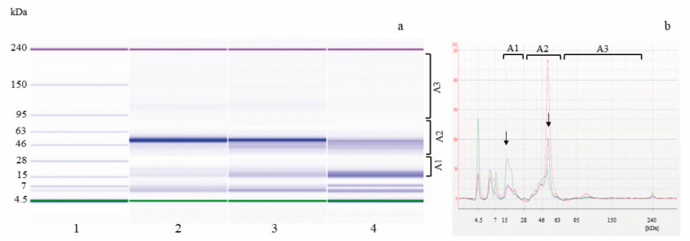 Electrophoretic analysis (LoaC) of total proteins from SL_W inoculated with W. cibaria C43-11 (SL_W C43-11) or not (SL_WS), shown as gel-like images (a) and overlaid electropherograms (b) on Protein230 LabChip. Ladder, weight marker (1), SL_WS t0 (2, red line), SL_WS t14 (3, blue line), and SL_W C43-11 t14 (4, green line). Brackets indicate molecular weight areas: A1 (14–30 kDa), A2 (31–79 kDa), and A3 (80–230 kDa); arrows indicate predominant 21.6 and 50.0 kDa protein peaks/bands.
