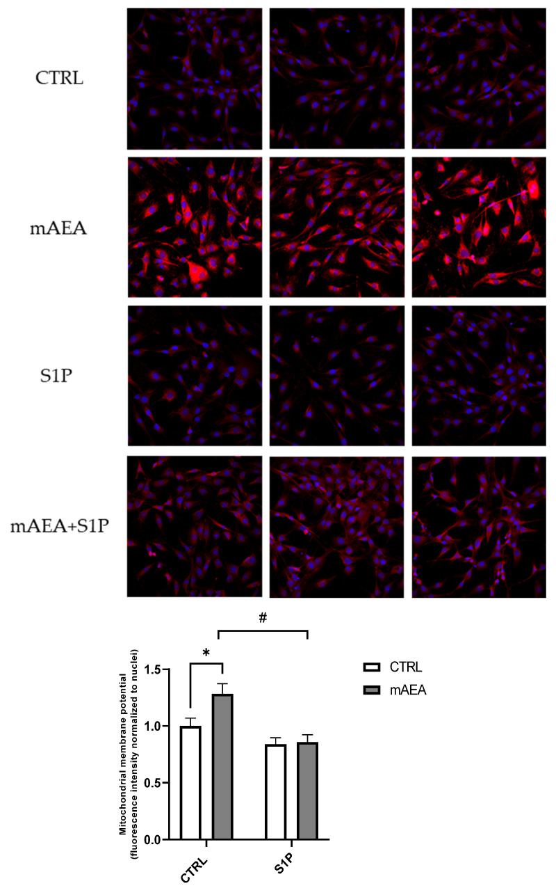 Effect of S1P on mAEA-induced mitochondrial membrane potential in C2C12 myoblasts. Confluent serum-starved cells were treated with 5 μM mAEA in the presence or absence of 1 µM S1P for 24 h. Fluorescence intensity of Mitotracker Red CMX-Ros (Ex/Em: 579/599) was normalized to cell number and data are reported as mean ± SEM of six field per condition in three independent experiments. Statistical analysis was performed by TWO-WAY ANOVA followed by Bonferroni post-hoc test [* p < 0.05 mAEA vs CTRL, # p < 0.05 S1P+mAEA vs mAEA].