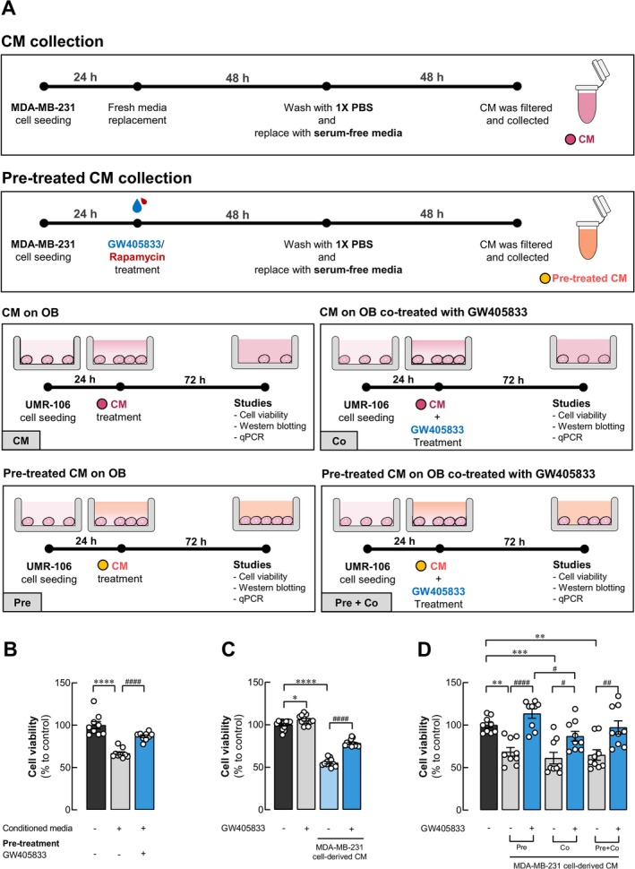 GW405833 protected UMR‐106 osteoblast cells from MDA‐MB‐231 breast cancer‐derived conditioned media. (A) Diagram showed the protocol for conditioned media (CM) preparations and timeline for each condition. Cell viability was determined by MTT assay after treatment with (B) MDA‐MB‐231 CM, or CM from MDA‐MB‐231 pretreated with 15 μM GW405833 (C) 15 μM GW405833 alone, or MDA‐MB‐231 CM in the presence or absence of 15 μM GW405833 on UMR‐106 cells and (D) comparative and combined exposure routes of GW405833 on UMR‐106 cell viability under MDA‐MB‐231‐derived CM exposure: Cells exposed to MDA‐MB‐231 CM from 15 μM GW405833 pretreated cells (Pre), cells exposed to MDA‐MB‐231 CM co‐treated with 15 μM GW405833 (Co), or the combination of both conditions (Pre + Co). The results were expressed as mean ± SEM of three independent biological replicates with three technical replicates each. (*p < 0.05, **p < 0.01, ***p < 0.001, ****p < 0.0001, while #p < 0.05, ##p < 0.01, ####p < 0.0001).