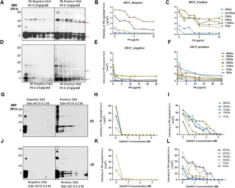 PK-resistance and conformational stability assay of the end products of 4RCF-/3RCF-based tau RT-QuIC assay of skin samples from AD and controls. A-C Western blotting of PK titration of 4RCF-based SAA end-products of AD and non-AD skin samples and quantitative analysis of intensity of PK-resistant tau fragments with different molecular weights by densitometry. D-F: Western blotting of PK titration of 3RCF-based SAA end products of AD and non-AD skin samples and quantitative analysis of intensity of PK-resistant tau fragments with different molecular weights by densitometry. Probed with RD3 and RD4 antibodies against 3R or 4R tau isoforms, respectively. The 4RCF-(G)/3RCF(J)-based RT-QuIC end products of AD and non-AD skin samples were treated with different concentrations of GdnHCl and followed by PK digestion prior to western blotting probed with anti-tau antibodies RD4 against 4R (G) and RD3 against 3R (J) tau fragments. Quantitative analysis of GdnHCl/PK-resistant protein band intensity with different molecular weights by densitometry on blots (G and J). H and I for 4R tau; K and L: for 3R tau