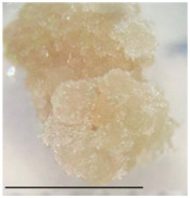 cells-15-00385-i003.jpg