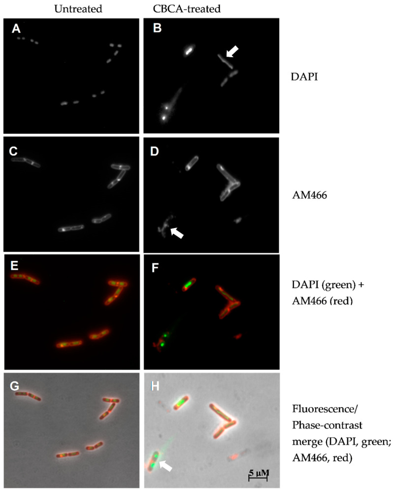 Impact of CBCA treatment on B. subtilis cell wall integrity. B. subtilis cells in exponential phase (OD600 0.1–0.3) were not treated (A,C,E,G) or treated with CBCA at 0.4 × MIC (B,D,F,H) as well as the lipid-staining fluorescent molecule AM466 (C–F). After 30 min, DAPI (200 ng/mL) was added, cell suspensions deposited on agarose pads for fluorescence or phase contrast microscopy. White arrows indicate long-spindle shaped nucleoids and smearing of nuclear material (row 1); abrogation of the lipid membrane (row 2); maintenance of rod-shape of Bacillus simultaneous to degradation of nucleoids and lipid membrane (row 4).