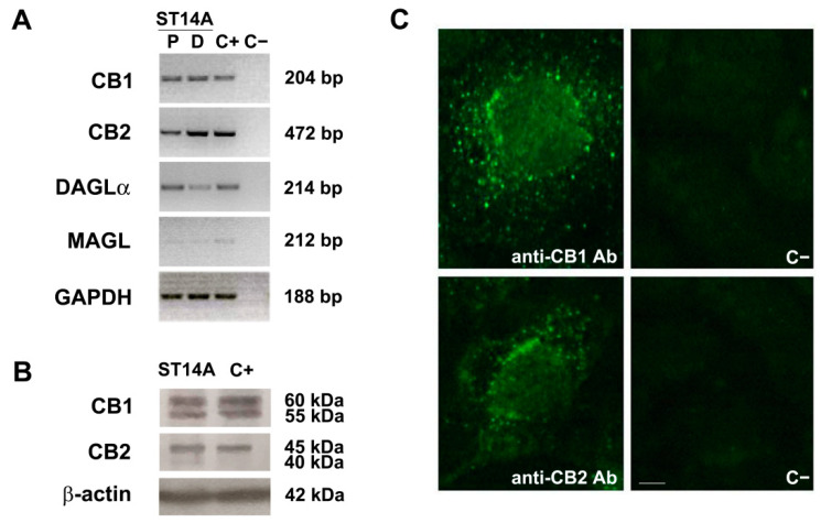 Endocannabinoid system expression in ST14A neural progenitor cells. (A) RT-PCR revealed specific bands corresponding to CB1 and CB2 receptors and to the enzymes DAGLα and MAGL in ST14A cells cultured 48 h under proliferating conditions (P). The same genes were also expressed in ST14A cells induced to differentiate toward a neuronal phenotype for 72 h (D, differentiating conditions). The housekeeping gene GAPDH was used as reference gene. The base pair (bp) length of the different amplicons is indicated. C+: positive controls, i.e., cDNA from rat brain or from rat spleen (for CB2 only); C−: negative control (no RT). (B) Western blot showing the expression of CB1 and CB2 receptors in ST14A neural progenitors (cells cultured 48 h under proliferating conditions); β-actin protein expression was used as a quality control of the protein extract. The apparent molecular weights of the bands are indicated (kDa). C+: positive controls, i.e., protein extracts from rat brain or spleen (for CB2 only). (C) Immunofluorescence for CB1 and CB2 receptors in ST14A cells neural progenitors (cells cultured 48 h under proliferating conditions). Single-cell magnification. Specific immunoreactivities are mainly distributed in the cytoplasm and in proximity to the nucleus. C−: negative controls, i.e., anti-CB1 or anti-CB2 pre-adsorbed antibodies. Calibration bar: 5 µm.