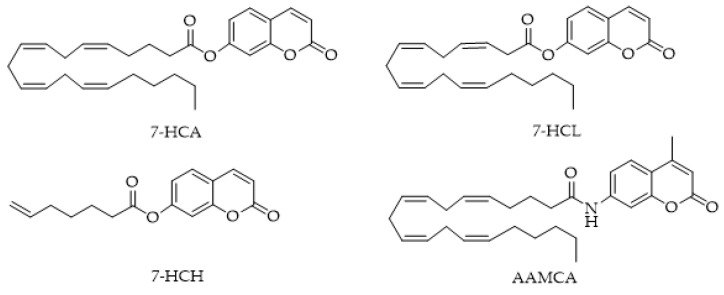 Structures of MAGL-responsive probes 7-hydroxycoumarinyl-arachidonate (7-HCA), 7-hydroxycoumarinyl-γ-linolenate (7-HCL), 7-hydroxycoumarinyl-6-heptenoate (7-HCH), and non-responsive arachidonyl 7-amino-4-methylcoumarin amide (AAMCA).