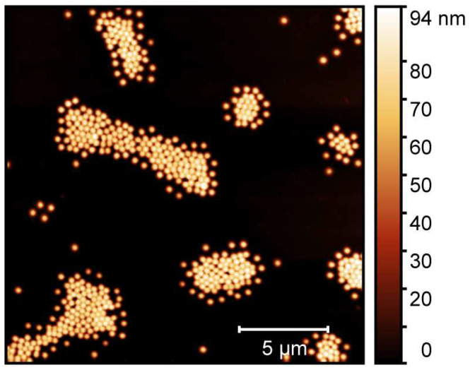 Atomic force microscopy image of adsorbed copolymer microgel particles (P(NIPAM-co-NIPMAM)) cast from water. The measurements have been performed in the completely dried state on a PEI-coated silicon surface.