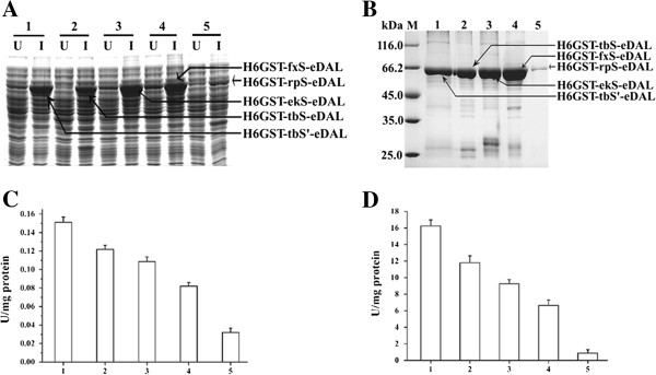 Overexpression, purification and activity assay of eDAL with a His6GST followed by the specified protease cleavage site. A. SDS-PAGE analysis of the soluble fusion proteins expressed in E. coli. U: uninduced; I: induced. B. SDS-PAGE analysis of the purified fusion proteins. In the Figure 2A and 2B, all the proteins are indicated by arrows. C. DAL activity of the fusion protein in the crude extracts. D. DAL activity of the purified fusion protein.