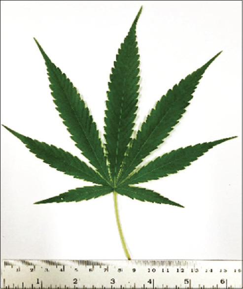 Leaf of Cannabis sativa