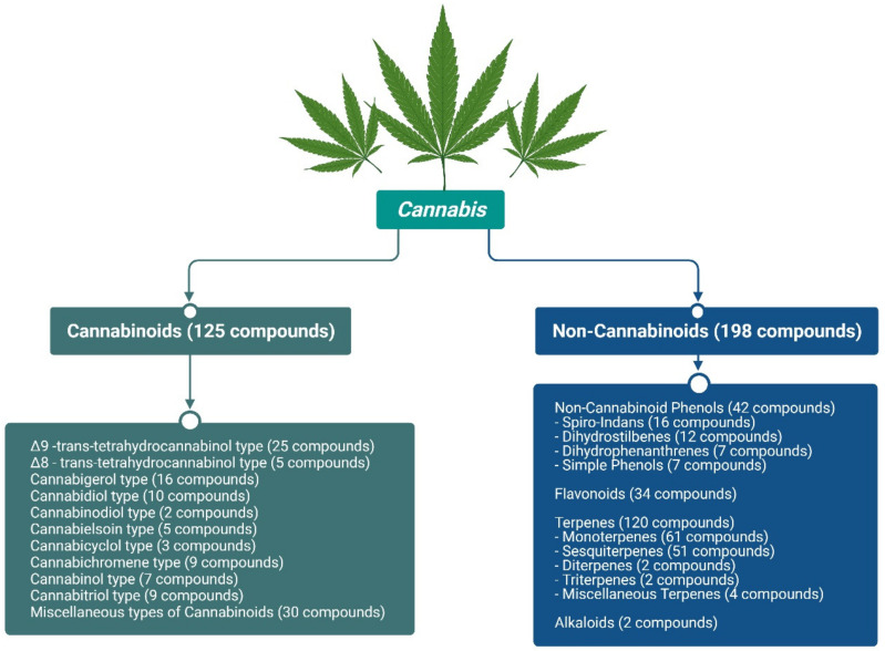 Major phytochemicals identified from cannabis.