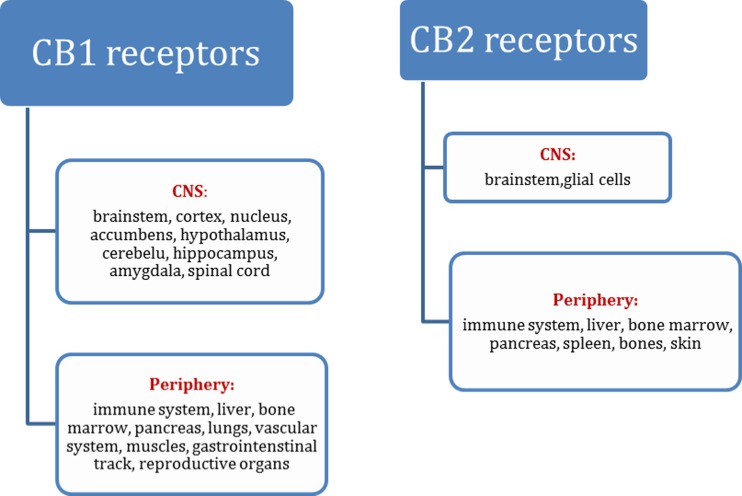 The distribution of CB receptors in the CNS and periphery