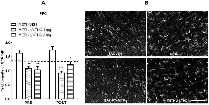 Δ9-THC reduces METH-induced astrogliosis in the PFC.A. Rats were treated as described in the legend of Figure 4. Pre- and Post-administration of Δ9-THC attenuated the astrogliosis induced by METH (Pre: −34% and −37%, Post: −47% and −29%, for 1 and 3 mg/kg, respectively) compared to control groups. **p<0.01 vs PRE METH-VEH and # p<0.05, and ### p<0.001 vs POST METH-VEH (Bonferroni's post-hoc test). Horizontal dot lines represent the values of percentage of GFAP-IR density (1.31±0.10) in SAL-VEH group. B. Representative images of GFAP immunostaining in the PFC 72 h after the last METH or SAL administration in SAL-VEH, METH-VEH, METH- Δ9-THC 1 and 3 mg. Scale bar = 100 µm.
