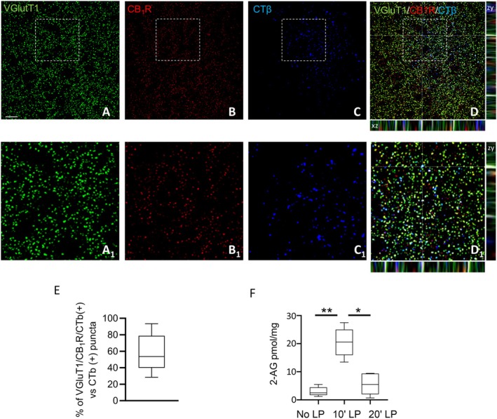 Intravitreal CTβ loading of VGluT1/CB1‐positive inputs to the lateral hypothalamus and blue light‐mediated regulation of 2‐AG levels. (A–C) Confocal microscopy showing retinal fibers labeled with CTβ (blue), expressing vesicular glutamate transporter VGluT1 (green) and CB1R (red). Scale bar: 20 μm. (D) High‐power fluorescent micrographs of orthogonal stacks; dotted lines and crosshairs are used to show 3D coordinates and define the area of interest. (A1–D1) Magnification of the details highlighted in the squares reported in A–D. (E) Bar graph showing the percentage of VGLUT1/CB1R/CTβ − immunoreactive puncta despite to the total number (100%) of CTβ − labeled puncta, n = 30 sections/mice; n = 3 mice. (F) LC–MS quantification of 2‐AG levels (pmol/mg) in the PFH of mice under different conditions: No LP, 10 min blue light pulse (10′LP), or 20 min blue light pulse (20′LP) exposure. n = 10 mice per group. Kruskal–Wallis Test and Dunn's post hoc test, DF = 2, Kruskal–Wallis statistic = 9.893, 30.7, *p = 0.042, **p = 0.0053. Mean ± SEM.