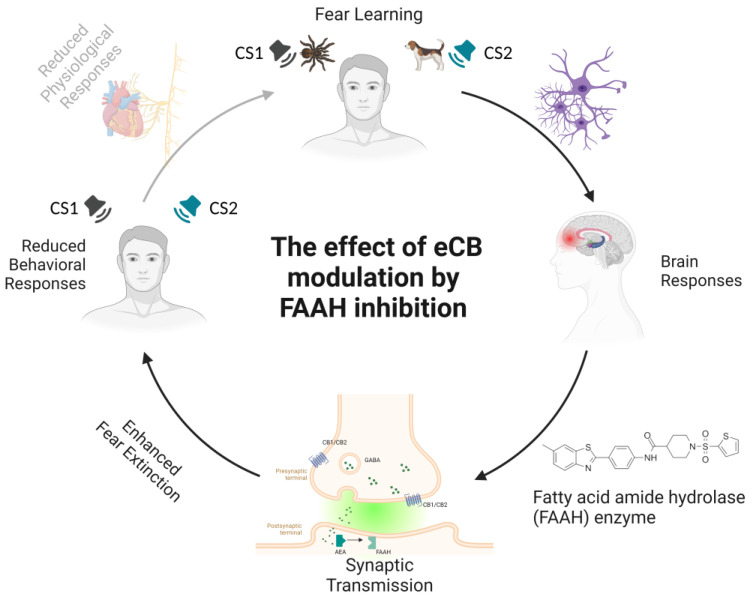 Schematic representation of the effects of anandamide (AEA) elevation on fear extinction learning. The acquisition of conditioned fear is achieved by presenting a stimulus paired with an aversive unconditioned event. As a result of this pairing, fear learning takes place, manifesting as the development of conditioned responses to the conditioned stimulus. The modulation of fear learning by the endocannabinoid (eCB) system occurs via cannabinoid receptor type 1 (CB1) signaling. The endocannabinoid transporter (ECT) mediates eCB synaptic re-uptake. The most important eCB, anandamide (AEA), acts as a low-efficacy agonist at CB1 receptors and is released after postsynaptic synthesis to retroactively bind to endocannabinoid receptors CB1 and CB2 at the presynaptic site. AEA is preferentially metabolized by fatty acid amide hydrolase (FAAH) into arachidonic acid and ethanolamine. Indeed, the inhibition of FAAH activity maintains AEA signaling during fear learning, favoring top-down cortical control of the amygdala and resulting in emotion regulation. Specific effects of the local inhibition of AEA in humans are reflected by an increased firing rate in prefrontal brain regions that facilitates prefrontal–amygdala connectivity through alterations in synaptic transmission. FAAH activity is expressed in enhanced fear extinction and selective attenuation of autonomic stress responses (i.e., reduced physiological and behavioral responses to fear stimuli). Notes. eCB = endocannabinoid system; FAAH = fatty acid amide hydrolase; CS1 = conditioned stimulus 1; CS2 = conditioned stimulus 2.