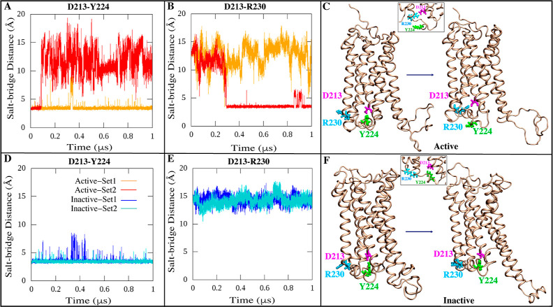 Network of salt bridge interactions between D213 (magenta) and R230 (cyan) and/or Y224 (green). (A,B,D,E) Time series plots of the D213-Y224/R230 donor–acceptor salt bridge distances of the active and inactive states for both simulated replicates. (C,F) Graphical illustration of salt bridge interactions between the D213-Y224/R230 in the active and inactive states of the CB1 conformation.