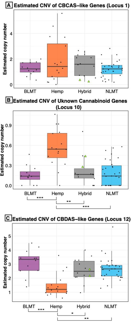 Copy Number Variation in cannabinoid genes.The estimated copy number of the CBCAS-like genes (A) is not different between groups despite the hemp lineage having the widest range. Another unknown cannabinoid locus (B) shows significant differences between hemp and the other groups at the P< 0.001 level. The hemp lineage also differs significantly with a P< 0.01 from all of the other lineages in the estimated copy number of CBDAS-like genes (C). NIDA’s two samples are presented within the hybrid grouping by two green triangles.