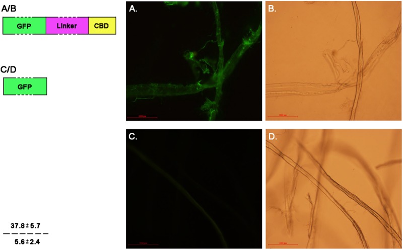 Cellulose binding experiments of the CBD domain of P. crustosum endoglucanase EGL1.The CBD domains of EGL1 were fusion expressed with eGFP as the marker. eGFP protein was used as a control. A. Protein eGFP-Linker-CBD bound to the filter paper that was under fluorescence excitation; B. Protein eGFP-Linker-CBD bound to the filter paper that was under fluorescence excitation; C. Protein eGFP under fluorescence excitation; D. eGFP protein under white light.