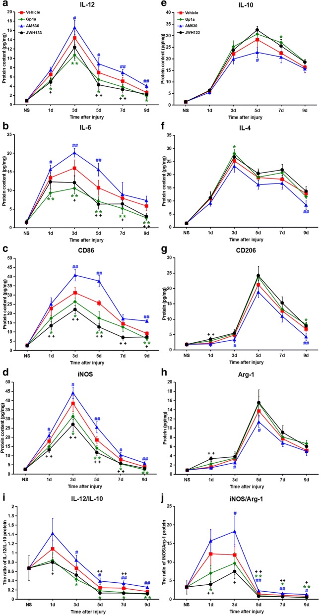 M1/M2-associated protein level changes after JWH133, GP1a or AM630 treatment. a-d M1-associated protein levels, including IL-6, IL-12, CD86 and iNOS. e-h M2-associated protein levels, including IL-4, IL-10, CD206 and Arg-1. i and j The iNOS/Arg-1 and IL-12/IL-10 protein level. Data are mean ± SD. + P < 0.05, ++ P < 0.01, JWH133 versus vehicle; * P < 0.05, ** P < 0.01, GP1a versus vehicle; # P < 0.05, ## P < 0.01, AM630 versus vehicle