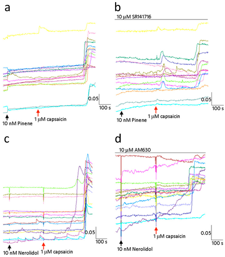 Terpene inhibition of TRPV1 is not sensitive to CB1 or CB2 receptor antagonists. Sample traces showing capsaicin response inhibition in the presence of 10 nM pinene (a) is not completely reversed by the CB1 receptor antagonist (b). Traces showing capsaicin response inhibition due to 10 nM nerolidol (c) is unaffected by the presence of the CB2 receptor antagonist AM630 (d). Scale bars show time in seconds on the X axis and the 340/380 ratio on the Y axis.