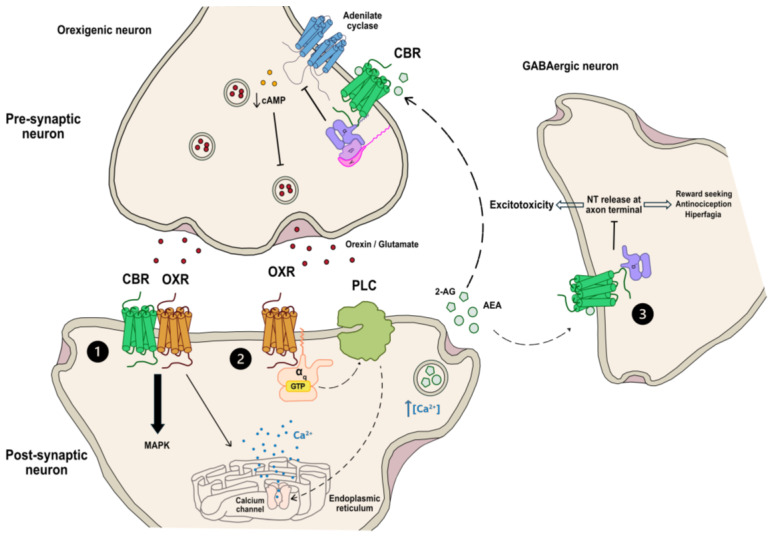 Interplay between the cannabinoid and orexigenic systems. This diagram illustrates the different pathways through which cannabinoid and orexigenic systems interact with each other. The interactions can be as follows: direct through the formation of heteromers (1), or indirect via other components of both systems (2 and 3). When forming heteromers, both receptors (CB1R–OX1R) mutually potentiate each other, resulting in an intracellular increase in calcium through a Gq-protein-phospholipase C cascade mediated by OXR and an enhancement of the MAPK pathway mediated by both receptors (1). Upon orexin release, activation of postsynaptic OXR triggers the synthesis of the endocannabinoid 2 arachidonoylglycerol (2-AG) through a signaling cascade involving Gq-protein and phospholipase C-diacylglycerol lipase (PLC-DAGL). Subsequently, 2-AG diffuses into the extracellular space and binds to CBR on presynaptic cells (2) or neighboring cells (3), inducing hyperpolarization of neuronal membranes and suppressing neurotransmitter release at axon terminals. When neighboring cells are GABAergic interneuron cells, this can avoid its inhibitory role and promote a higher neuronal activation (3) inducing an excitotoxity state.