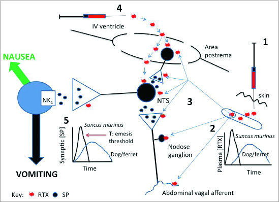 Diagram summarising potential brainstem sites at which resiniferatoxin (RTX ) given either subcutaneously (s.c.) or intracerebroventricularly (i.c.v.) in Suncus murinus can induce emesis. When given s.c. (1) RTX could access peripheral terminals of abdominal vagal afferents or the nodose ganglion (2) to cause activation of the brainstem nucleus tractus solitarius (NTS) via the release of substance P. The NTS could also be accessed by RTX from the circulation (3) as could the area postrema. The area postrema is the most likely site at which RTX given i.c.v. (4) acts but it is also possible that RTX could diffuse into the NTS via the area postrema where the blood-brain barrier is relatively permeable. At none of these locations are we able to distinguish between an action of RTX on TRPV1 receptors located on the cell bodies or presynaptically. Although it is likely that RTX induces substance P release at several sites in the dorsal brainstem it is known that substance P acting on NK1 receptors occupy a pivotal position in the emetic pathway at the point where the signals integrated in the NTS drive nausea and vomiting (5) so this may also be a likely site at which RTX could induce substance P release to induce emesis. It is speculated that the emetic effect of s.c. RTX is not seen in ferret or dog because the peak plasma concentration is lower resulting in a slower release of substance P so that the threshold (T) for induction of emesis at site 5 is not reached. This site (5) is also the most likely location at which RTX causes depletion of substance P (and possibly other transmitters) to have its broad spectrum anti-emetic effect observed in ferret, dog and Suncus murinus. See text for details and references.