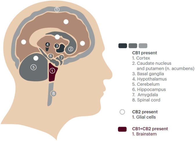 Distribution of cannabinoid receptors (CB1 and CB2) in the central nervous system (The Endocannabinoid System). Redrawn from https://www.fundacion-canna.es/en/endocannabinoid-system. Accessed April 06, 2019). With permission.