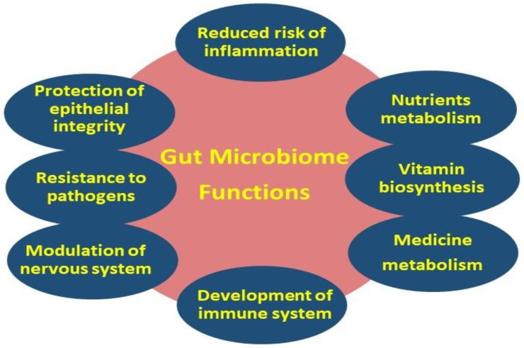 Primary (i.e., metabolism, gut–brain axis, and protection of epithelial integrity) and secondary (i.e., nutrients, vitamin and medicine metabolism, regulation of the immune and nervous systems, and resistance to pathogens) gut microbiome functions.