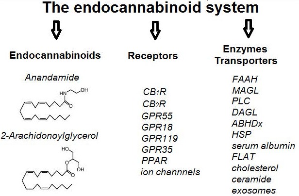 A schematic representation of the main components of the endocannabinoid system (ECS). CBR – cannabinoid receptor, GPR – G protein-coupled receptor, PPAR – peroxisome-proliferator-activated receptors, FAAH – Fatty acid amide hydrolase, MAGL – Monoacylglycerol lipase, PLC – Phospholipase C, DAGL – Diacylglycerol lipase, ABHDx – Alpha beta hydrolase domain proteins, HSP – heat shock proteins, FLAT – FAAH-like anandamide transporter.