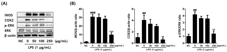 Effect of C. sativa L. callus extract (CCE) treatment on inflammatory mediator protein levels demonstrated by Western blot analysis. (A) The effect of CCE treatment on the relative iNOS, COX-2, and phosphorylated ERK protein levels in LPS-stimulated macrophages are displayed. The representative band images were presented. (B) The band intensities were measured by densitometry and normalized by the intensities of the total forms (ERK) and β-actin. The results are presented as the means ± SDs of three independent experiments. ## p < 0.01, ### p < 0.001 versus untreated controls, and ** p < 0.01, *** p < 0.001 versus LPS-treated RAW264.7 cells.
