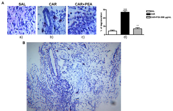 Effect of PEA on λ-carrageenin-induced mast cell activation. "A" shows the effect of PEA on λ-carrageenin-induced mast cell (MC) activation. MC degranulation was evaluated by microscopy. Connective MCs stained with 0.05% (w/v) toluidine blue and counterstained with 0.1% (w/v) nuclear fast red (magnification 100×). A differentiation between non degranulated (deep blue) and degranulated (light blue) MC was evaluable (a; b; c). In d) is shown the percentage of MC degranulation (ratio between degranulated and non degranulated MC). Results are expressed as mean ± SEM of 3 experiments. ***p < 0.001, °°p < 0.01. "B" shows high magnification of a representative histological analysis of granulomatous tissues stained with toluidine blue in which the presence of degranulated MCs is clearly visible close to blood vessels and nerves.