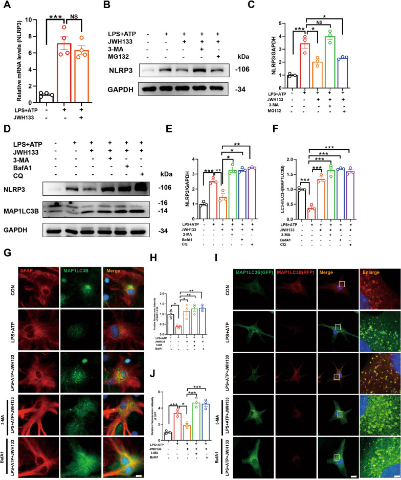A key mechanism for CB2R-induced degradation of NLRP3 protein via autophagolysosomal pathway. A validation of NLRP3 mRNA levels in cells by Q-PCR (for 4 independent experiments). Primary astrocytes were pre-treated with 3-MA(5 mM) or MG132 (10 μM) for 2 h, followed by treatment with JWH133 for 1 h, and then stimulated with LPS (100 ng/mL, 6 h) and ATP (5 mM, 30 min). Protein levels of NLRP3 in cells were detected by Western blotting (B, C, for 3 independent experiments). Primary astrocytes were pre-treated with 3-MA, BafA1 (100 nM), or CQ (10 μM) for 2 h, followed by treatment with JWH133 for 1 h, and then stimulated with LPS (100 ng/mL, 6 h) and ATP (5 mM, 30 min). Expression of NLRP3 and MAP1LC3B proteins in cells was verified by western blotting (D), and quantified in E, F (for 3 independent experiments). G Primary astrocytes were treated in the same manner as described above, and immunofluorescence staining was used to analyze GFAP and MAP1LC3B in cells. Fluorescence analysis was quantified and shown in H (for 3 independent experiments). I Primary astrocytes were transfected with RFP-GFP-MAP1LC3B adenovirus for approximately 72 h, and then treated with drugs before observation under a confocal microscope. Fluorescence quantification analysis is shown in J (for 3 independent experiments). NS means not significant, *P < 0.05, **P < 0.01, ***P < 0.001 compared with the corresponding group, as determined by the one-way ANOVA