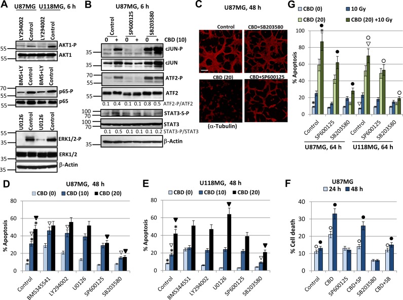 Effects of small molecule inhibitors of cell signaling pathways on modulation of CBD-induced apoptosis in U87MG and U118MG glioblastoma cells(A) Effects of small molecule inhibitor of PI3K, LY294002 (50 µM); IKKβ, BMS345541 (20 µM); MEK1/2, U0126 (10 µM); and JNK1-3, SP600125 (20 µM) on the corresponding downstream targets were determined using Western blot analysis. (B) Effect of small molecule inhibitors of JNK, SP600125 (20 µM), and MAPK p38, SB303580 (20 µM) on their targets in U87MG cells. (C) Effects of small molecule inhibitors on CBD-induced cell death. Immunostaining of U87MG cells (48 h after treatment) with anti-α-Tubulin mAb was performed. Bar = 50 µm. (D, E) Cell cycle-apoptosis analysis of U87MG and U118MG cells 48 h after indicated treatments. Cells were stained with PI, and DNA content in the cell nuclei was determined using the flow cytometry. Effects of specific molecule inhibitors, BMS345541 (20 µM), LY294002 (50 µM), U0126 (10 µM), SP600125 (20 µM) and SB203580 (20 µM), on CBD-induced (10–20 µM) apoptosis were detected. The pooled results of four independent experiments are presented. Error bars represent means ± S.D. (p < 0.05, Student’s t-test). Stars indicate a significant difference between control (0.2% DMSO) and CBD-treated glioblastoma cells; open arrows - between CBD (10 µM) and (CBD + inhibitor) treated cells; black arrows indicate a significant decrease in the apoptotic levels between CBD (20 µM)- and (CBD + inhibitor)-treated cells. (F) Effects SP600125 (20 µM) and SB203580 (20 µM) on CBD-induced (10 µM) cell death were determined. The pooled results of four independent experiments are presented. Error bars represent means ± S.D. (p < 0.05, Student’s t-test). Open and black circles indicate a significant difference between control (0.2% DMSO), CBD-treated and (CBD + inhibitor)-treated cells after 24 h and 48 h, respectively. (G) Effect of small molecule inhibitors of JNK, SP600125 (20 µM), and MAPK p38, SB303580 (20 µM) on apoptosis induced by combined treatment of CBD and γ-irradiation (10 Gy). The pooled results of four independent experiments are presented. Error bars represent means ± S.D. (p < 0.05, Student’s t-test). Stars and arrows indicate a significant increase in apoptotic levels induced by combined treatment in U87MG and U118MG cells, respectively. Black circles indicate significant effects of small molecule inhibitors on apoptosis after combined treatment in U87MG cells, open circles - in U118MG cells.