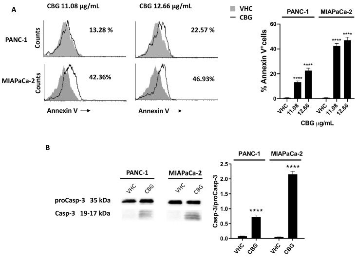 CBG-induced apoptotic cell death in PDAC cell lines. PDAC cell lines were treated with CBG and analyzed at 48 h post-treatment. (A) Flow cytometric analysis was performed after Annexin V staining. Images are representative of one of three separate experiments and histograms are the mean ± SD of three separate experiments. The percentage refers to Annexin V+ cells observed in CBG- vs. VHC-treated cells. (B) The expression of Caspase-3 was determined by Western blot. Caspase-3 densitometric values were normalized to proCaspase-3. Image is representative of one of three separate experiments and bars represent the mean ± SD of three separate experiments. **** p < 0.0001 treated cells vs. VHC.